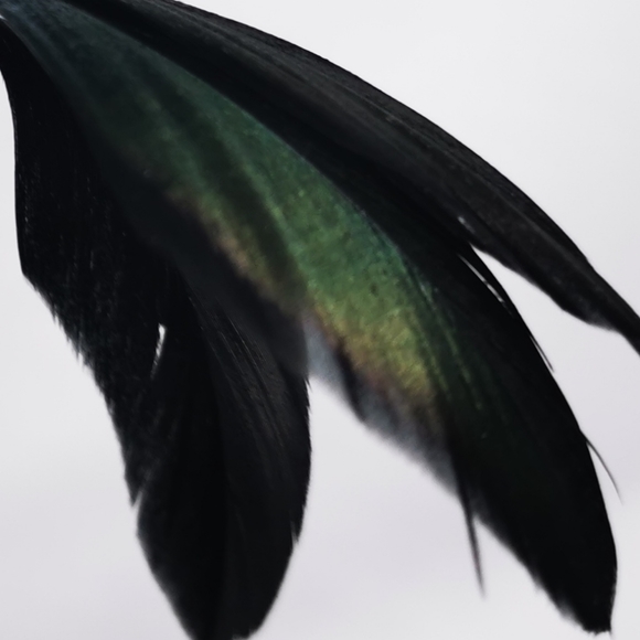 Fascinator Bird of Paradise Black Plume iridescent - Picture 8 of 10